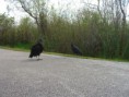 /album/everglades-2012/cimg0007-jpg/