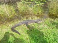 /album/everglades-2012/cimg0014-jpg/