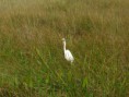 /album/everglades-2012/cimg0015-jpg/