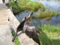 /album/everglades-2012/cimg0018-jpg/