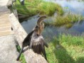 /album/everglades-2012/cimg0019-jpg/